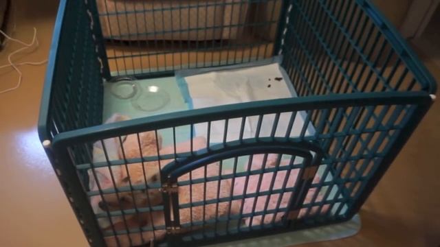 Traveling With A Pig | Piglets first snow! смотреть онлайн