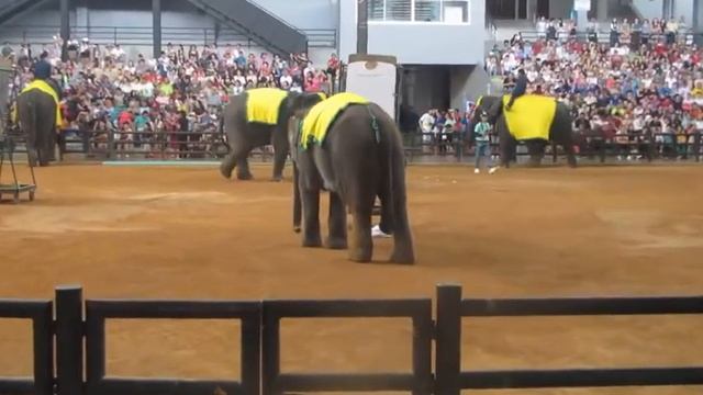 Прикольные слоны: Шоу слонов в Таиланде смотреть онлайн