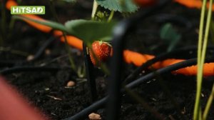 Как просто установить систему капельного полива ➔ Капельный полив жук