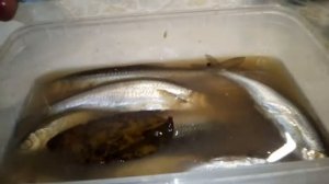 Рецепт верховодки - уклейки пряного посола. Не хуже магазинной кильки.