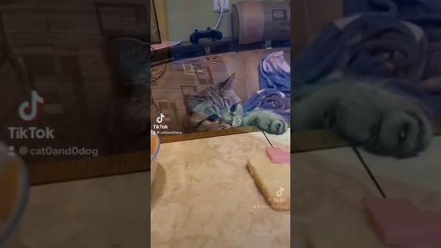 Тик ток животные / смешные животные / тик ток / приколы / 2021 / тренды тик ток / смотреть онлайн
