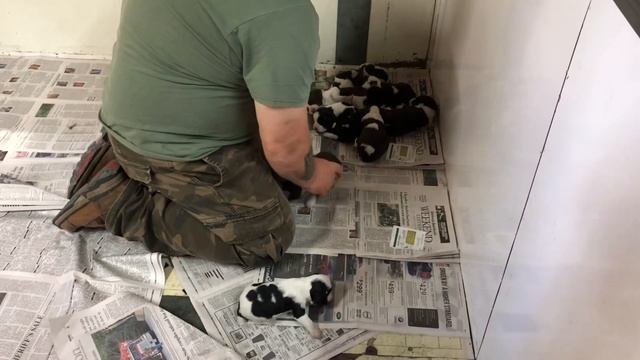 У нас будет собачье пополнение! Ура!!! Выбираем щенка английского спрингер спаниеля. Как назвать ?? смотреть онлайн