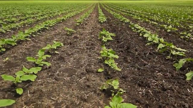 Борона мотыга ротационная БРН-6 (5.8) и БРН-12 метровая смотреть онлайн