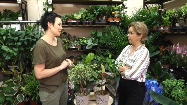 Правильный уход за фикусами для новичков смотреть онлайн