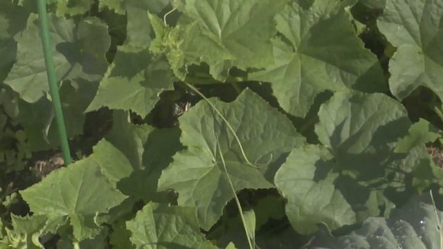 11августа?Черенки пеларгоний?розы?фуксии?огород?