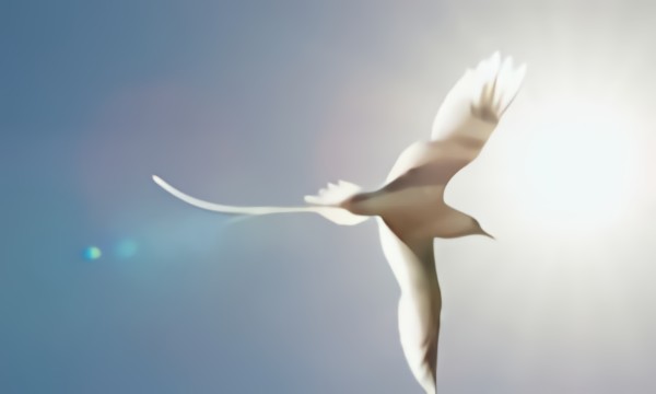 Светлый поток жизни