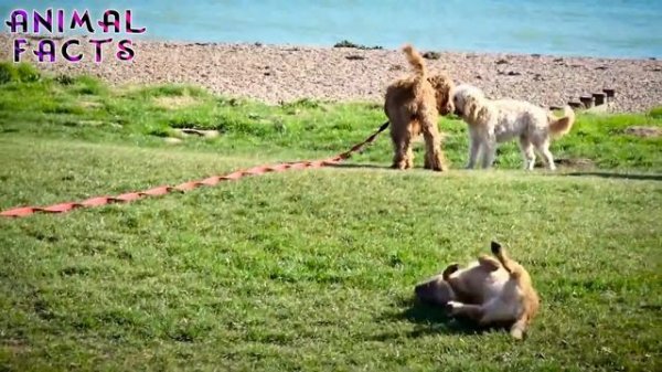 10 Fascinating Facts About Cockapoo: The Adorable Hybrid Dog Breed