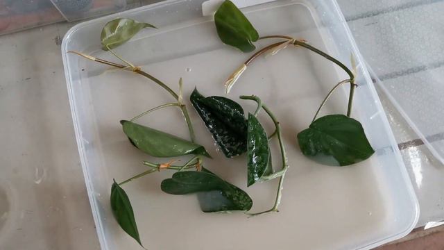 【室内植物】针房藤Monstera dubia+银星绿萝Scindapsus pictus+蔓绿绒Monstera Siltepecana Philodendron扦插Propagate&Repor смотреть онлайн