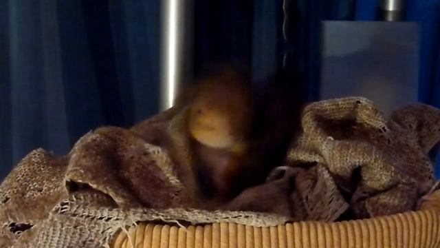 Ноби заправляет свою кроватку. Tame squirrel Noble смотреть онлайн