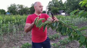 Обрезка черешни после сбора урожая. Летняя обрезка. Обрезка косточковых после сбора урожая.