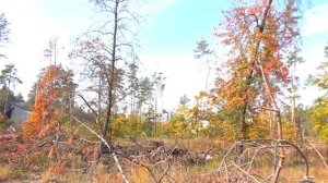 ОН УЛЕТЕЛ НО ОБЕЩАЛ ВЕРНУТЬСЯ | ПОИСКИ ЖЕЛЕЙНОГО МЕДВЕДЯ ВАЛЕРЫ