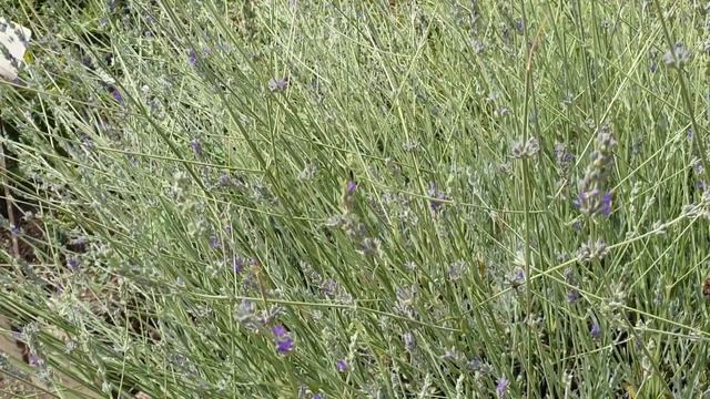 Lavandula latifolia - grow & care (Spike lavender) смотреть онлайн