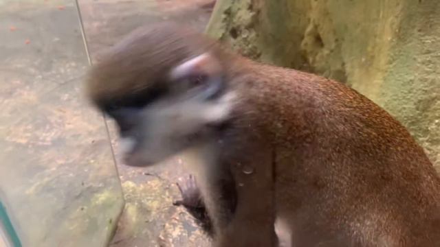 Batu Secret Zoo смотреть онлайн