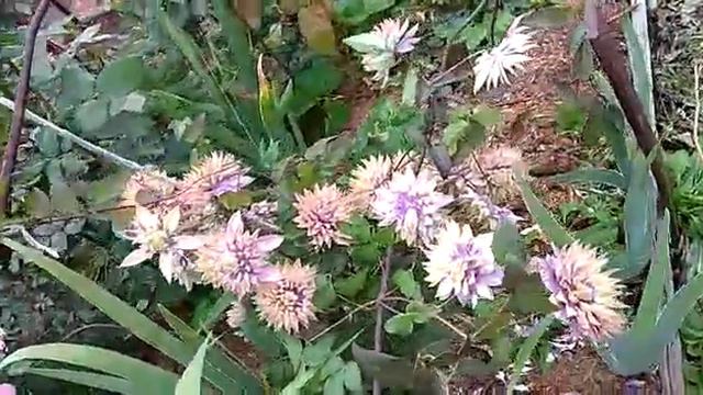 Клематис Тайга смотреть онлайн