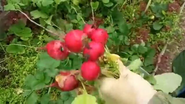 Отзыв о Редисе Денис (Уральский Дачник) от доктора сельскохозяйственных наук А.Е.Соловьевой смотреть онлайн