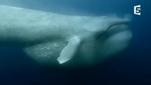 Синий кит, вымирающий гигант