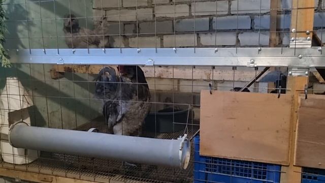 Яйценоскость у курей снижается. Три причины. Egg production in chickens is reduced. Three reasons. смотреть онлайн