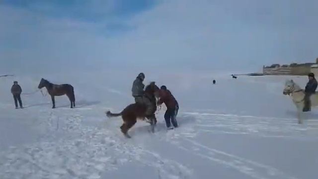 Жанас Ернардың тайы смотреть онлайн