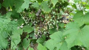Виноград Загадка Шарова в Ленинградской области. Сезон 2021.