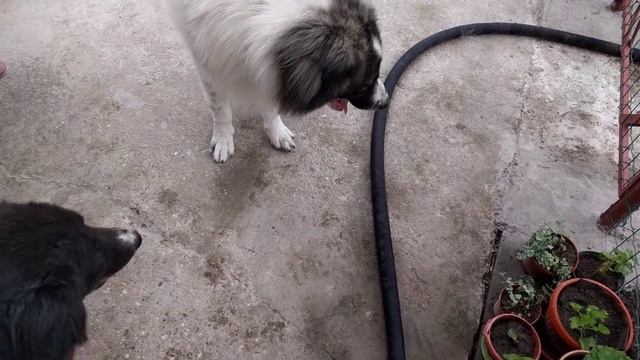 Каракачански овчарки ( Зара и Мечо) на 2.5 години тест с огледало смотреть онлайн