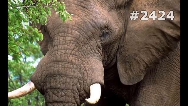 #2424. Слоны (В мире животных) смотреть онлайн