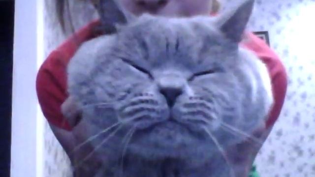 как сделать из злого котенка доброго смотреть онлайн