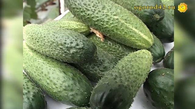 Характеристика гибридов огурцов для засолки и салатов смотреть онлайн