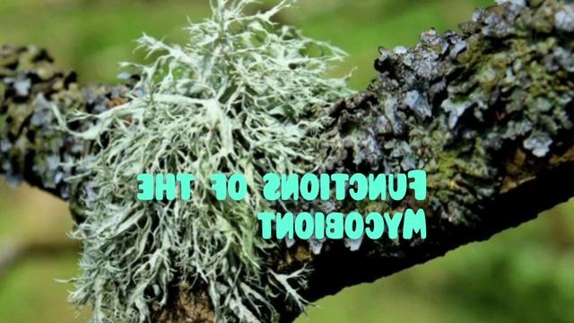 LICHEN/ SUBTOPIC - CHAPTER 2/ CLASS11 смотреть онлайн