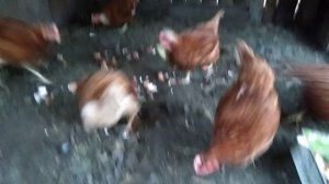 Зачем курам-несушкам яичная скорлупа