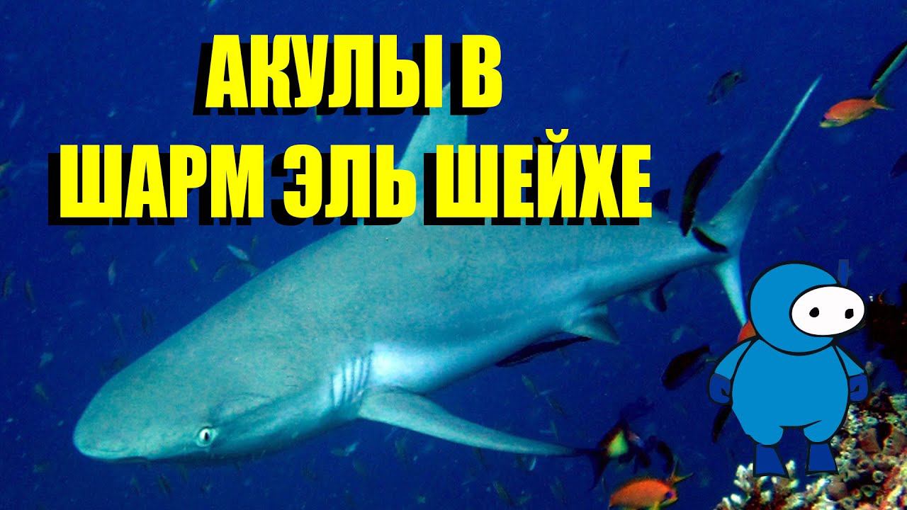Shark on Jackfish alley смотреть онлайн