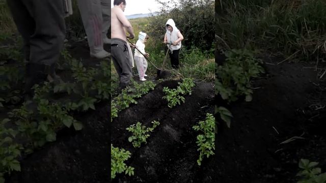 окучка картофеля 4 сотки в час смотреть онлайн