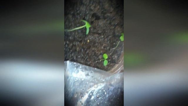 Киви сорта Хейворд из семян Часть 1 смотреть онлайн