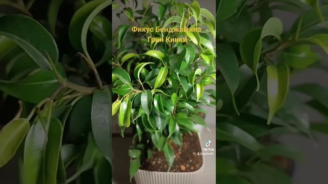 Фикус Бенджамина Грин Кинки. смотреть онлайн