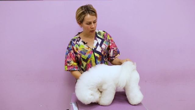 Ручная стойка для собак. Особенности, советы грумерам смотреть онлайн