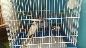 Что делать когда купили попугая? Первые дни дома.