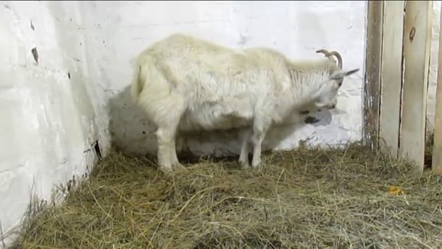 Деревенские будни | Роды у козы | Стрижка копыт | Доение козы | Большой выпуск | Жизнь в деревне смотреть онлайн