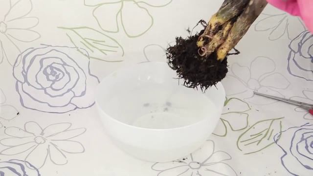 Pachira aquatica - Glückskastanie, Guiana Chestnut смотреть онлайн