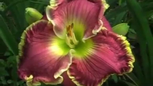 Лилейник daylily JULES LOUIS PETIT смотреть онлайн