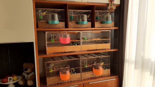 Содержание канареек. Кормление . Начальное обучение молодых канареек. смотреть онлайн