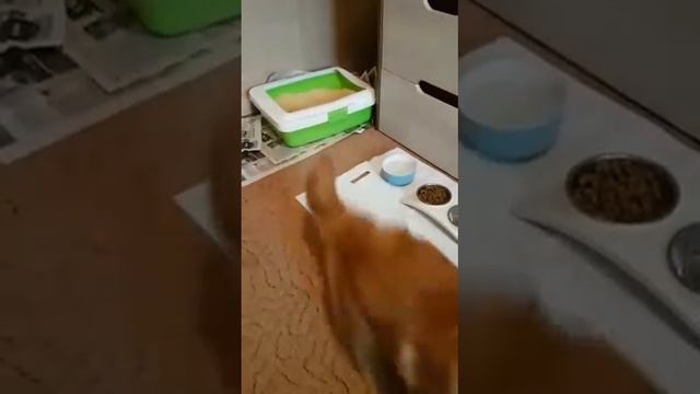 Настоящий крутяк! Классный котенок Мейн кун от классных родителей смотреть онлайн