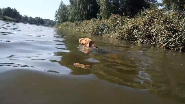Диванный Бигль прыгает с трамплина в воду. Юный чемпион - диванных симпатий по прыжкам в воду смотреть онлайн