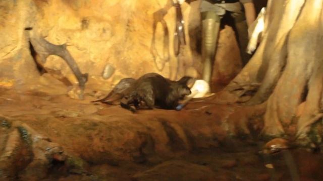 Выдры в Санкт-Петербургском Океанариуме / Otters at the St. Petersburg Oceanarium смотреть онлайн