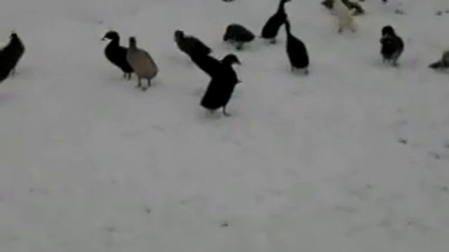 утки Индийский бегунок смотреть онлайн