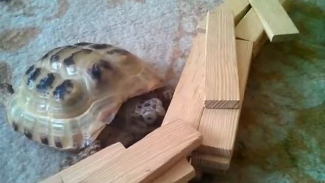 Испытание над черепахой смотреть онлайн