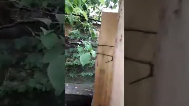 Охраняем дачу. смотреть онлайн