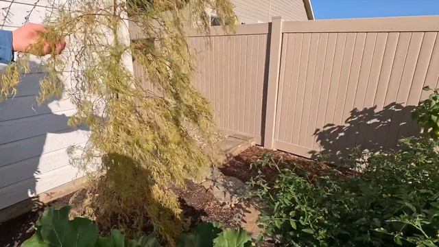 Update Tour & Perennial Planting at Monica’s House! 🥰🙌🌿 // Garden Answer смотреть онлайн