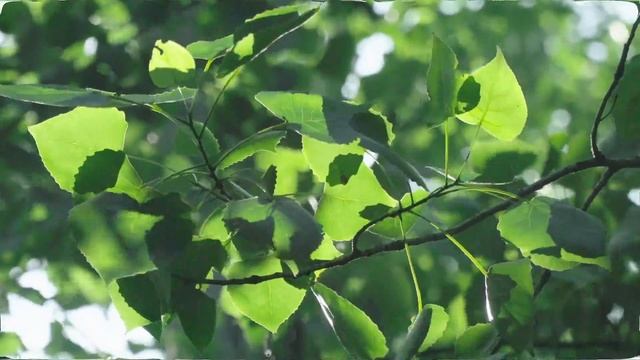 ЛЕТНЕГО СВЕТА И ТЕПЛА МОИМ ДРУЗЬЯМ! смотреть онлайн