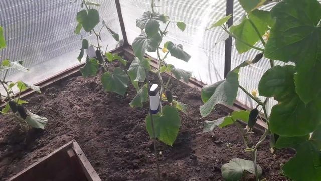 Будьте внимательны! Муха минер на огурцах! смотреть онлайн