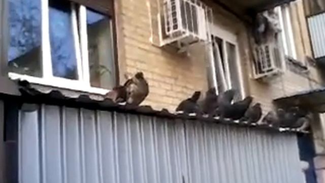 Голубь птица мира смотреть онлайн