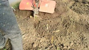 Мотоблок Зубр обзор/// Фрезеровка теплицы - Motoblock Zubr review at work